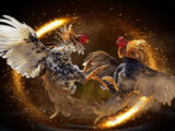 Panduan Bermain Taruhan Sabung Ayam Online Indonesia